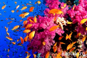 korally-na-similanskih-ostrovah